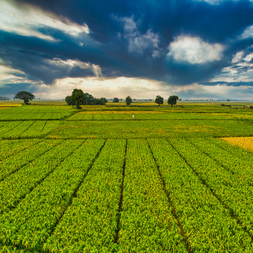 Agriculture (1)